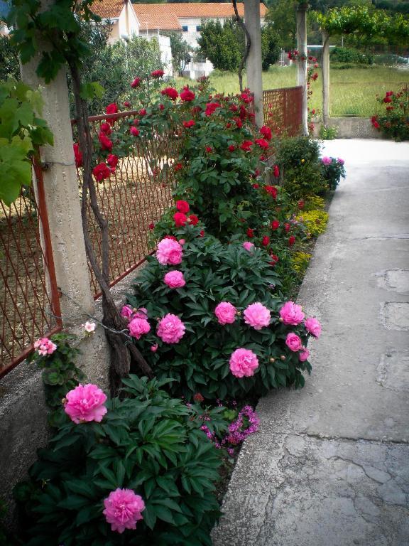 Guest house Francesca 3*